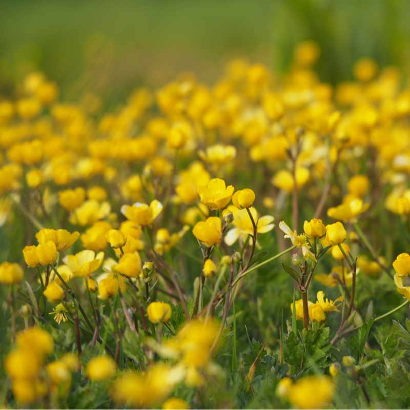 Plant image Ranunculus acris