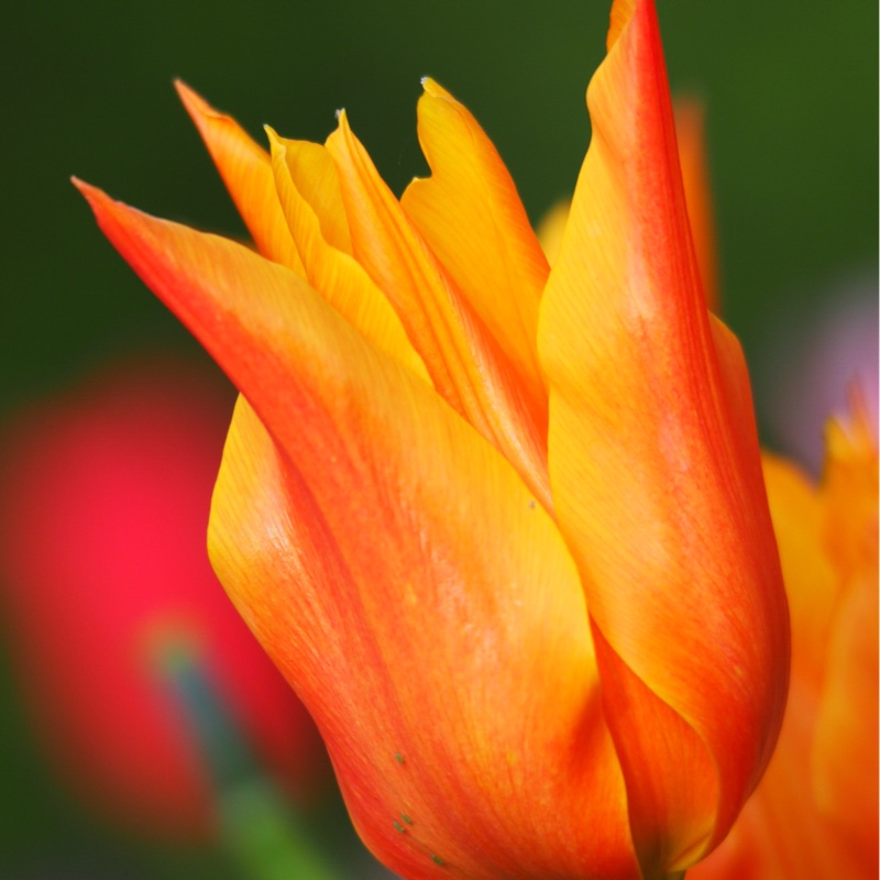 Tulipa praestans 'Fusilier'