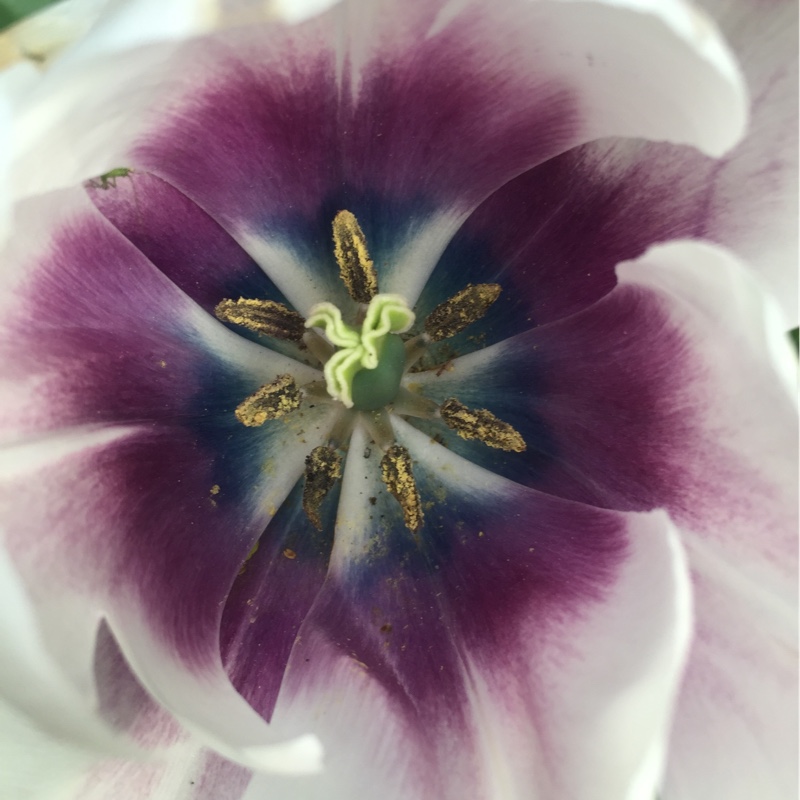 Plant image Tulipa 'Blue Heron'