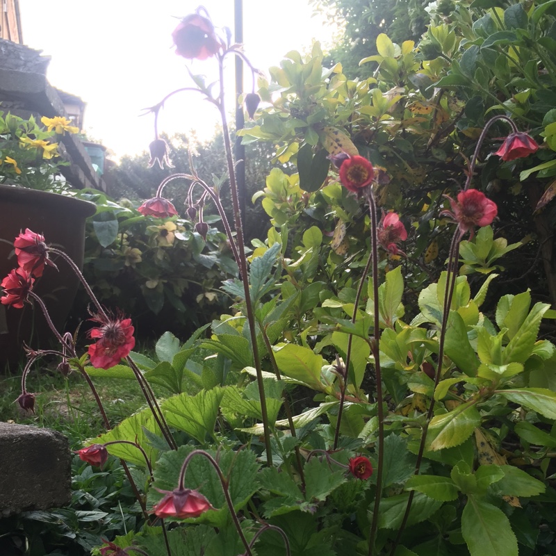 Plant image Geum Coccineum 'Cooky'