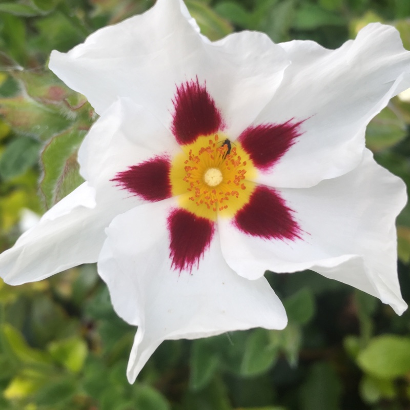 Plant image Cistus x aguilarii 'Maculatus'