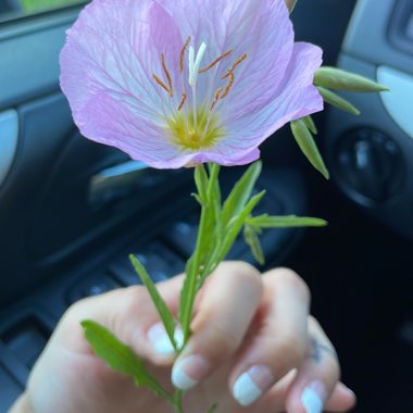 Evening Primrose