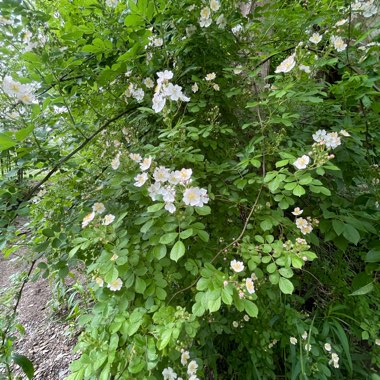 Rose (Species) Multiflora Rose