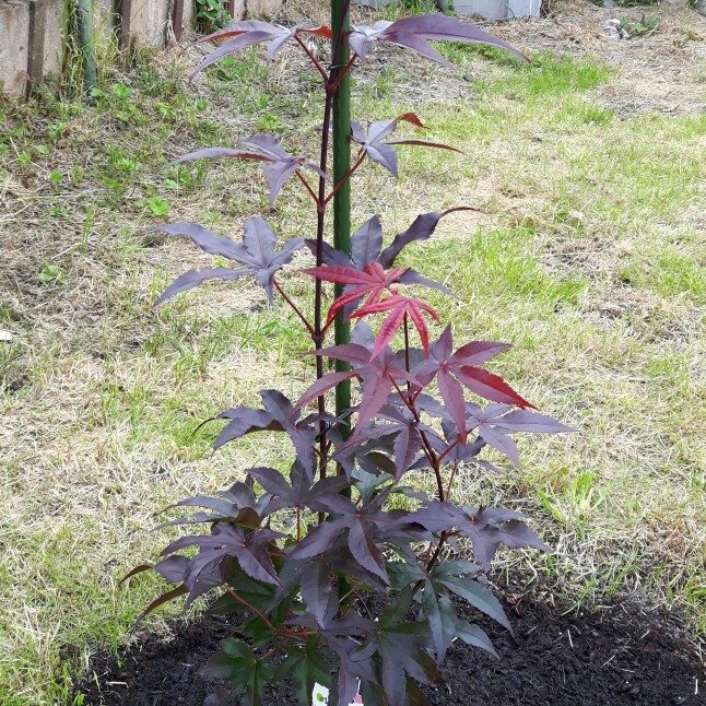 Japanese Maple 'Red Emperor'