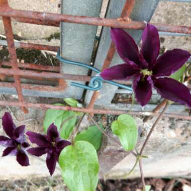 Clematis