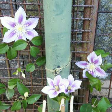 Clematis