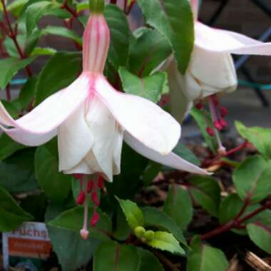 Fuchsia 'Annabel'