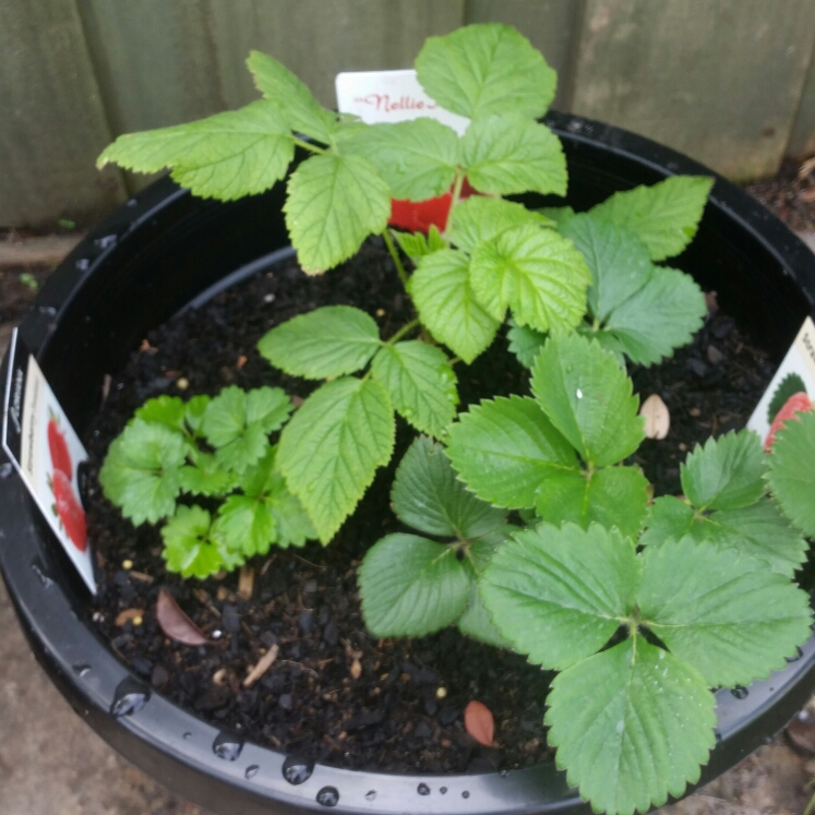 Plant image Rubus Idaeus 'Heritage'