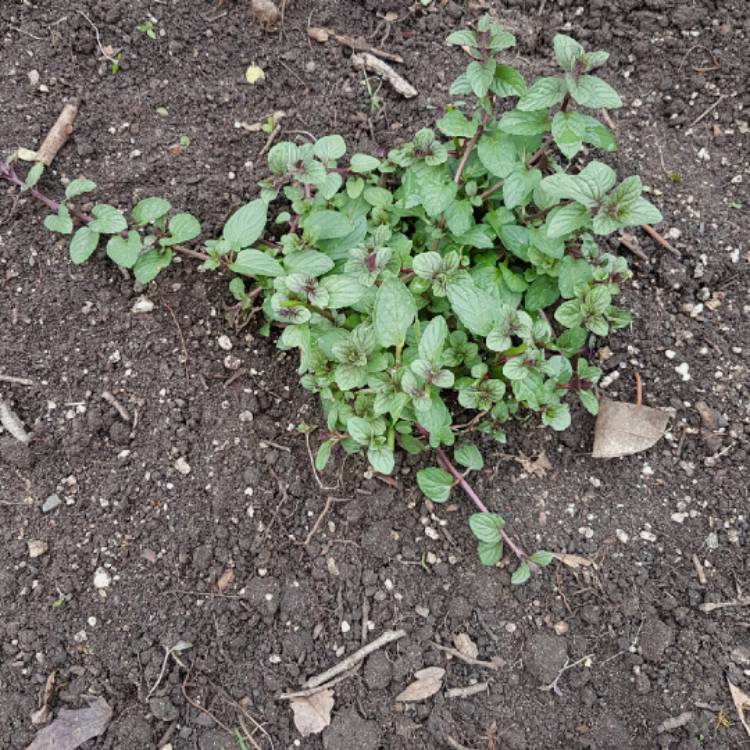 Plant image Mentha x piperita f. citrata 'Grapefruit'