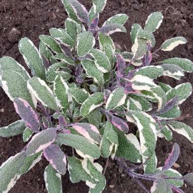 Salvia officinalis 'Tricolor'