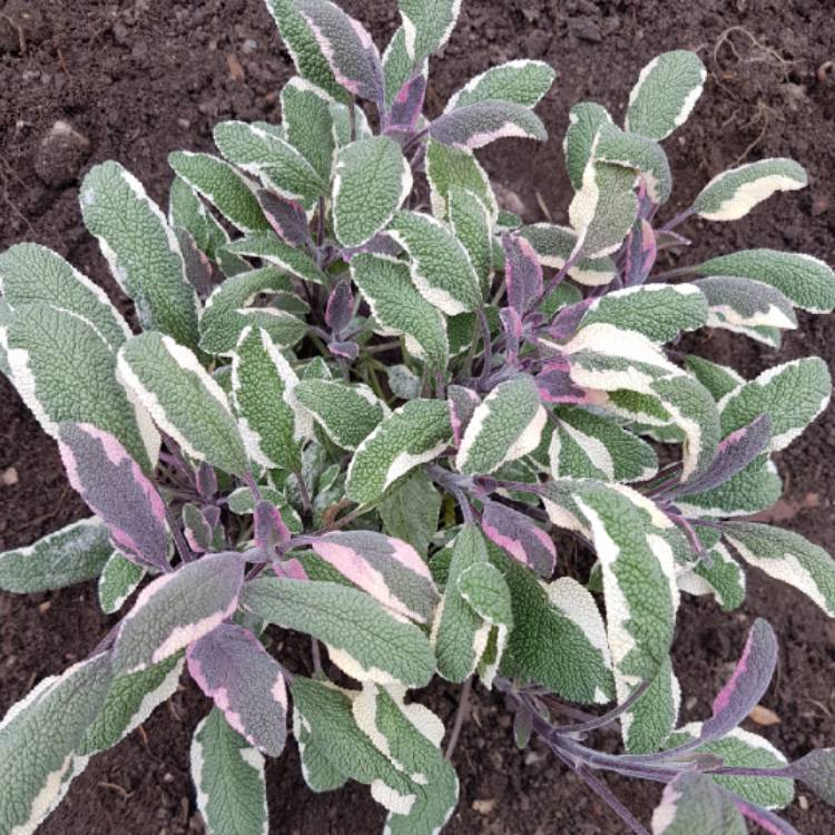 Plant image Salvia officinalis 'Tricolor'