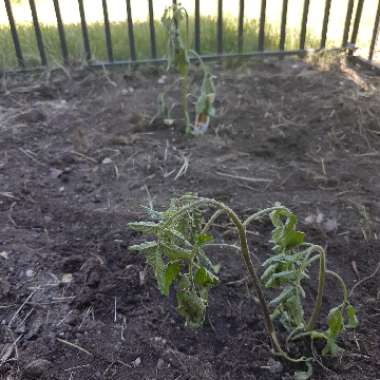 Tomato 'Supersweet 100' F1' (Cherry Tomato)