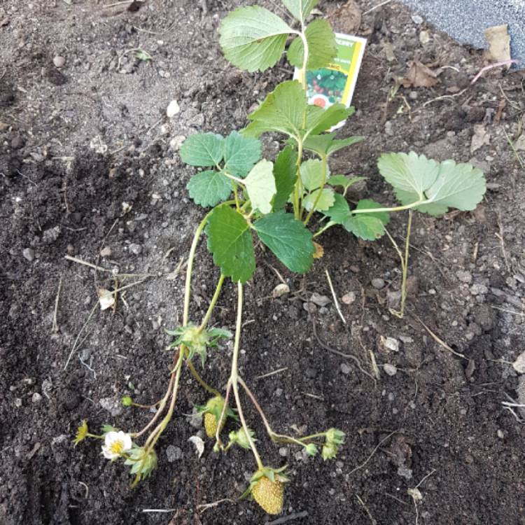 Plant image Fragaria vesca 'White Soul'