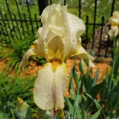 Reticulate Iris