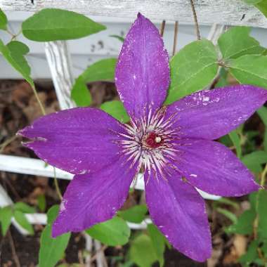 Clematis