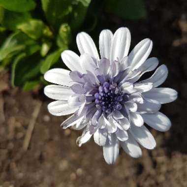 African Daisy '4D™ Silver'