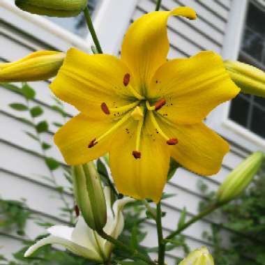 Lily 'Lemon Pixie' (Asiatic)