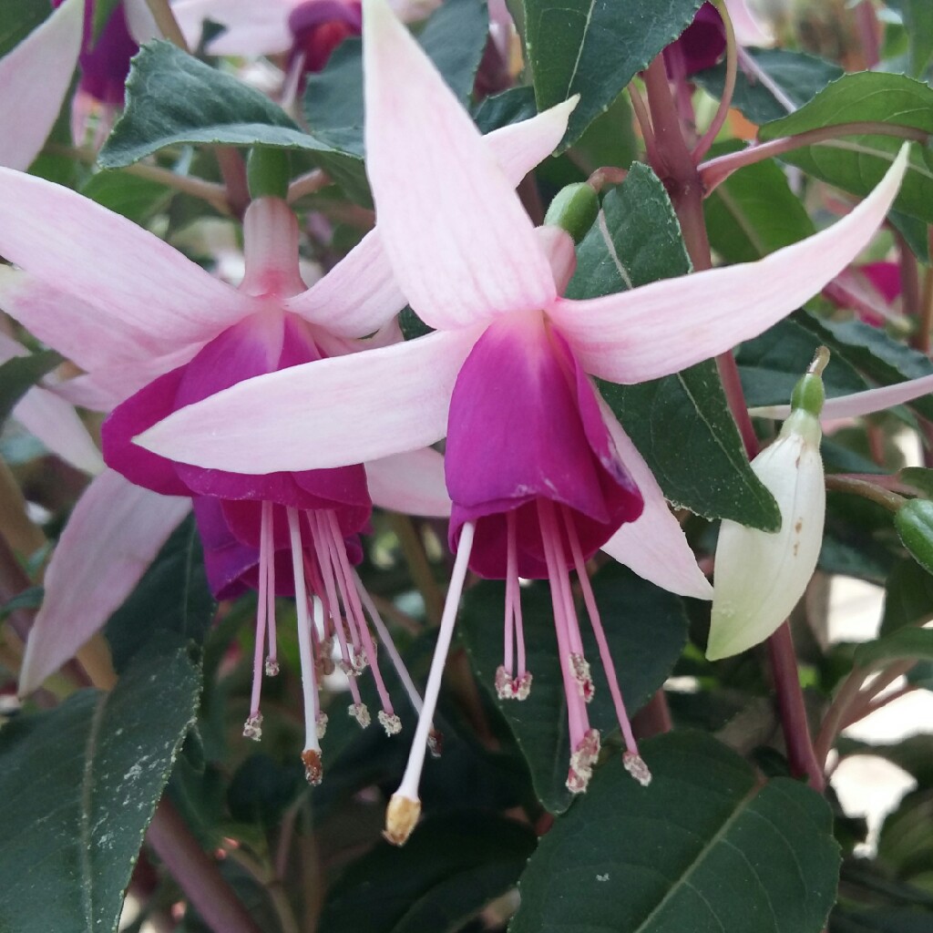 Fuchsia 'Eva Boerg'