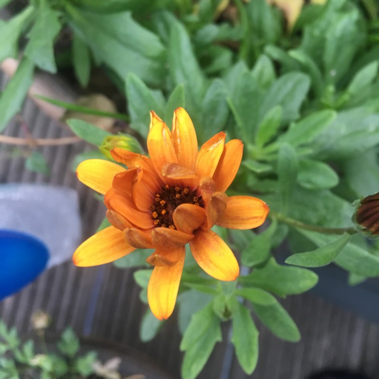 Plant image Osteospermum 'Orange Sunrise'