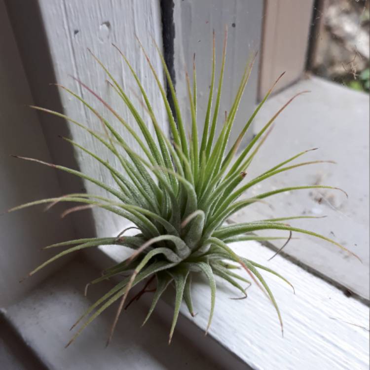 Plant image Tillandsia ionantha 'Red'