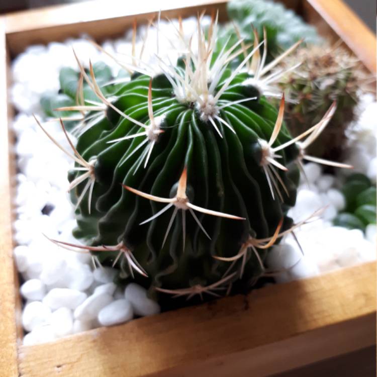 Plant image Stenocactus  syn. Echinofossulocactus