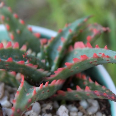 Aloe 'Christmas Sleigh'