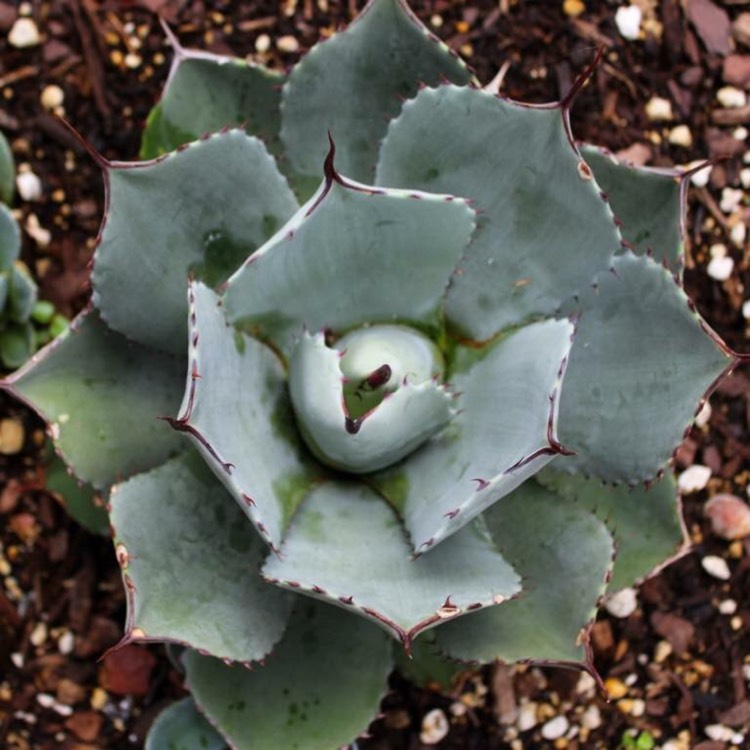 Plant image Agave parryi var. 'Truncata'