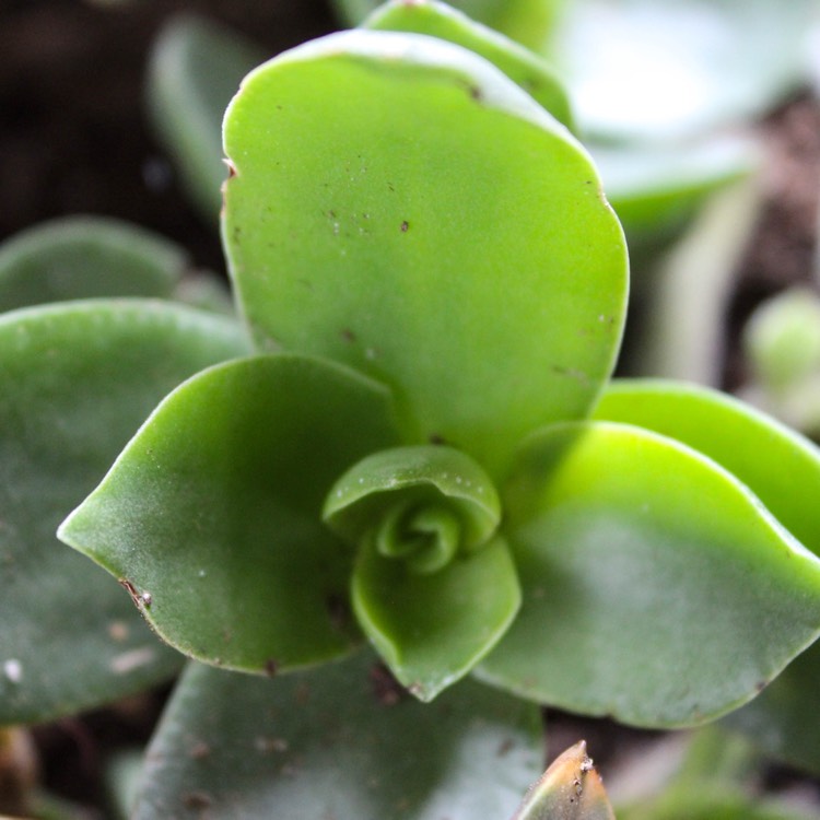 Plant image Crassula lactea