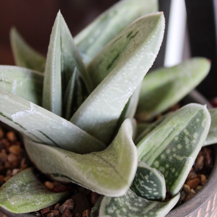 Plant image x Gasteraloe 'Green Ice'