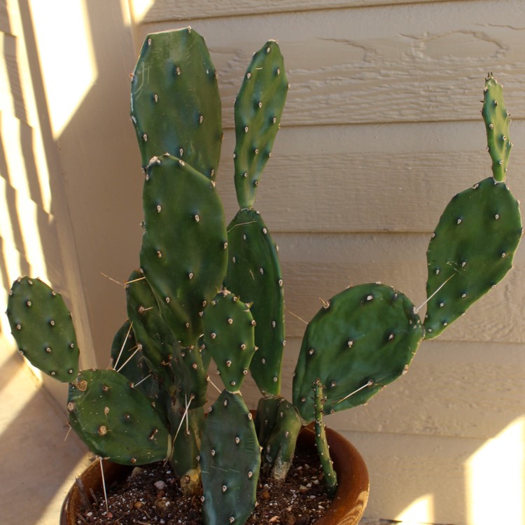 Plant image Opuntia Quimilo