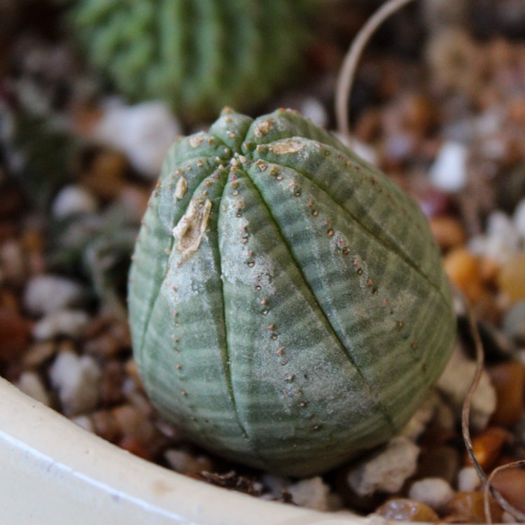 Plant image Euphorbia obesa x globosa