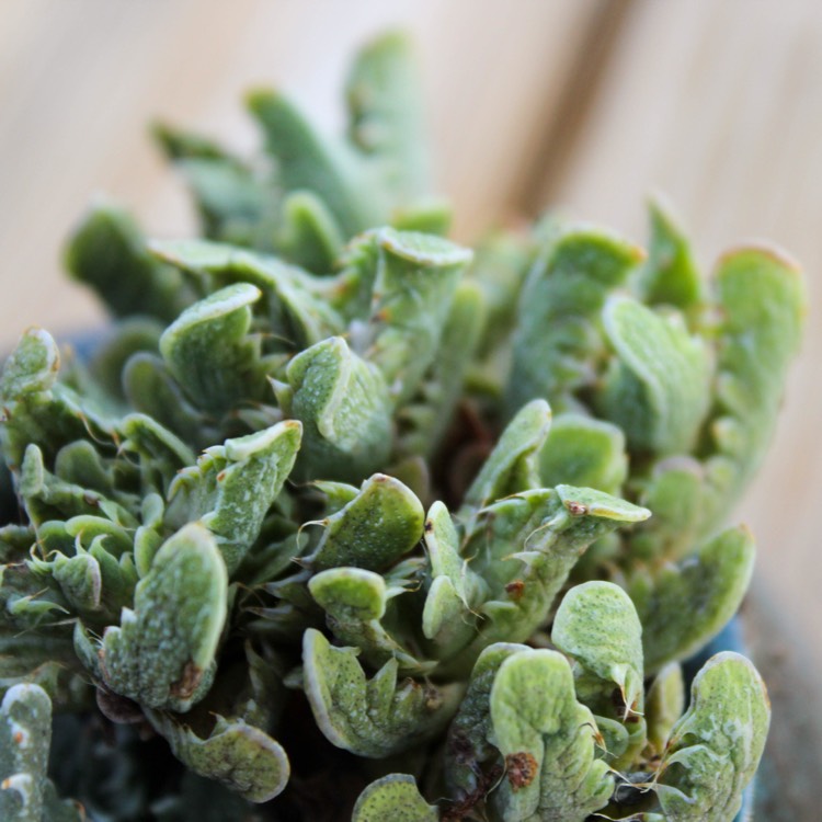 Plant image Faucaria tigrina variegata