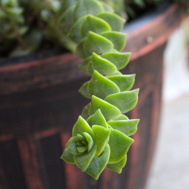 Crassula Perforata subsp. Perforata