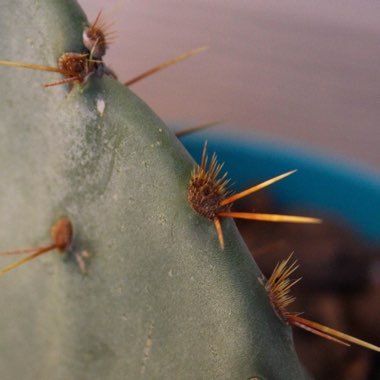 Opuntia Polycantha