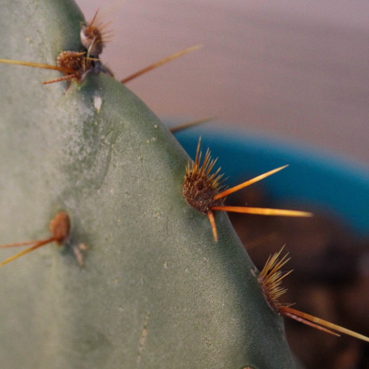 Plant image Opuntia Polycantha