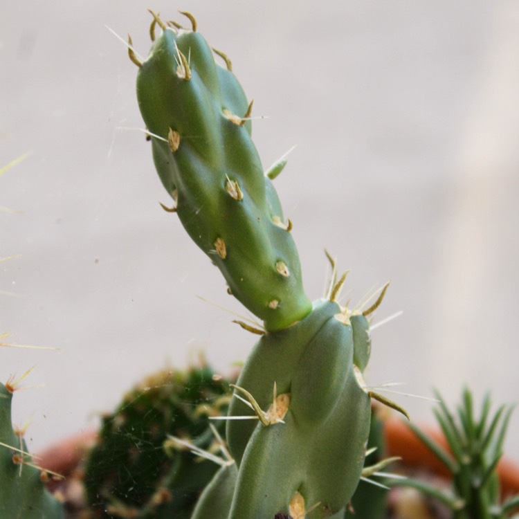 Plant image Cylindropuntia imbricata