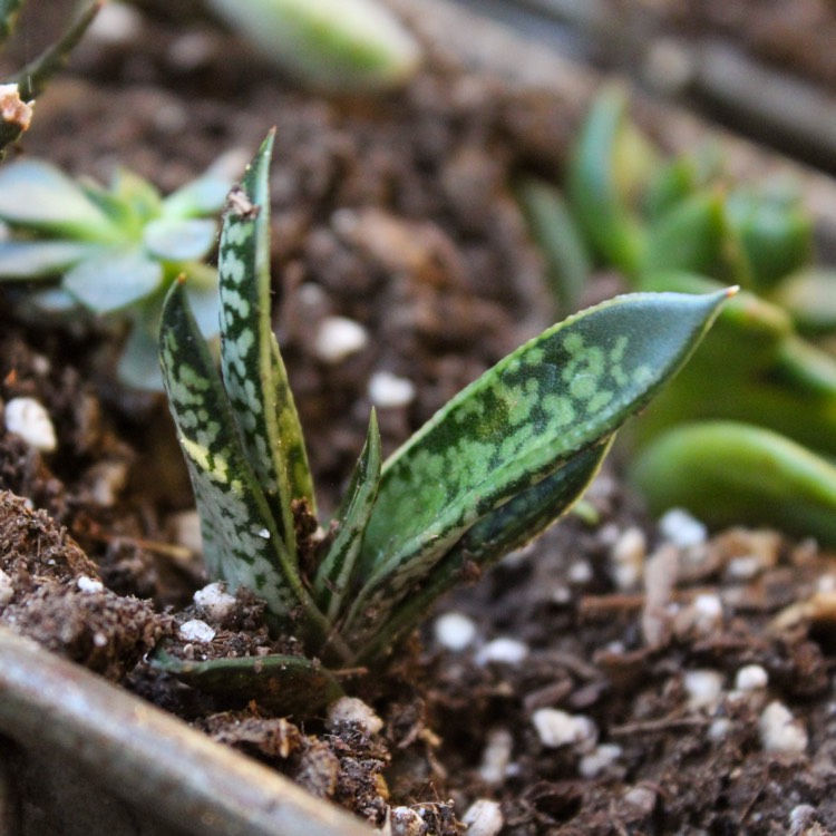 Plant image Gasteria Liliputana