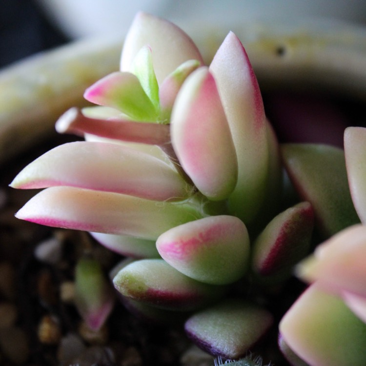 Plant image Anacampseros rufescens 'Sunrise' variegated