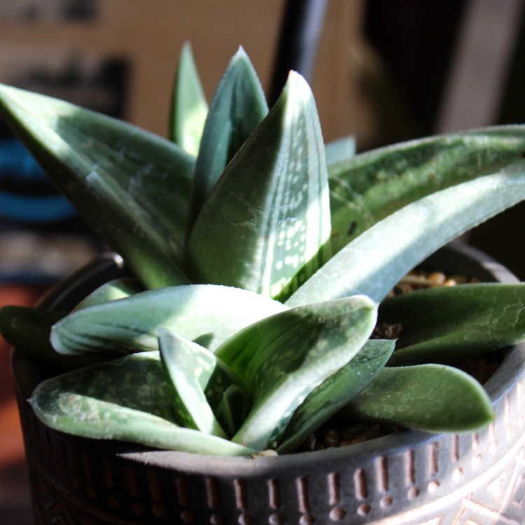 Plant image x Gasteraloe 'Green Ice'