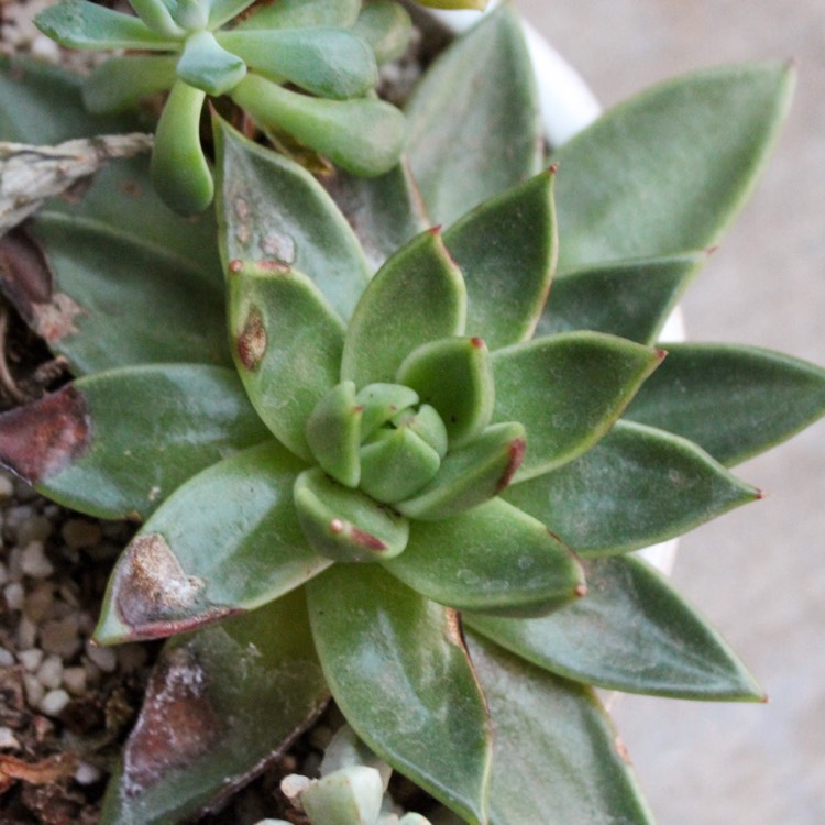 Plant image Echeveria Agavoides Red Tips