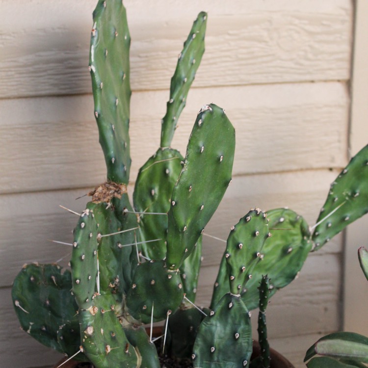 Plant image Opuntia Quimilo