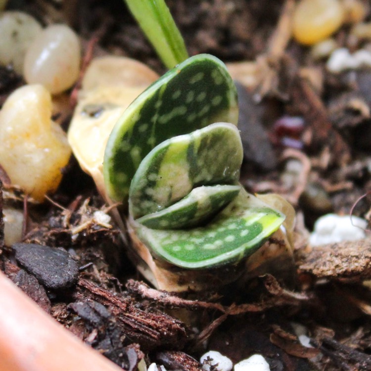 Plant image Gasteria gracilis f.variegata