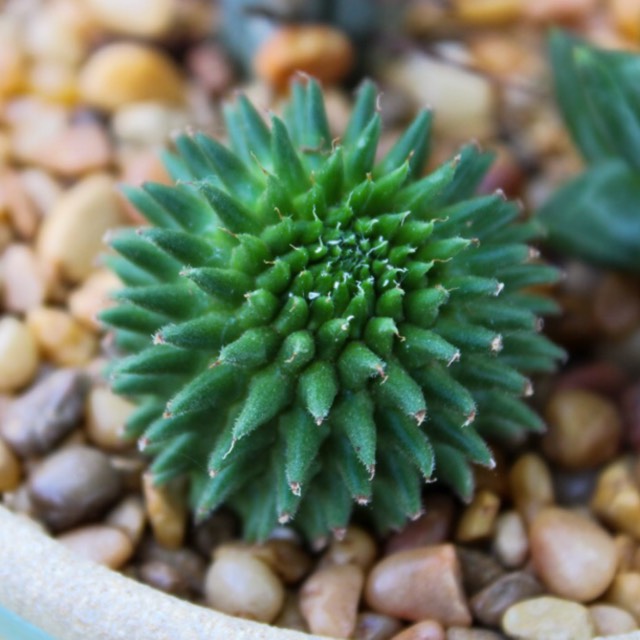 Plant image Euphorbia susannae