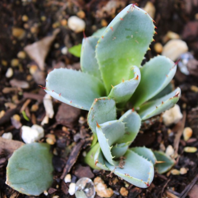 Plant image Agave parryi var. 'Truncata'