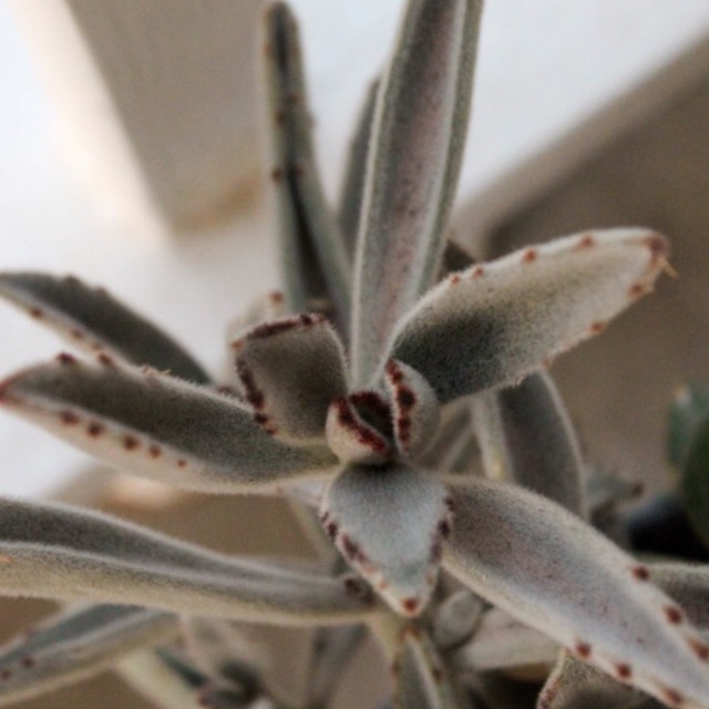 Plant image Kalanchoe tomentosa 'Super Fuzzy'