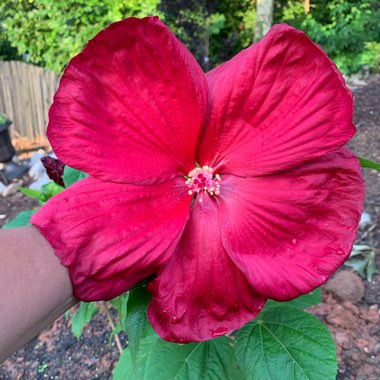 Hardy Hibiscus 'Lord Baltimore'