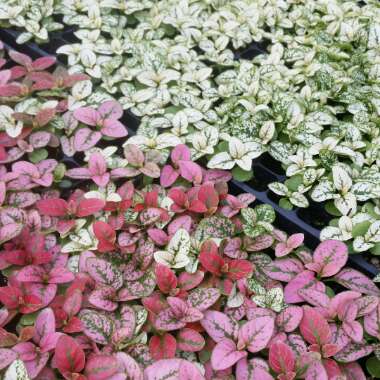 Hypoestes sanguinolenta 'Triple Splash'