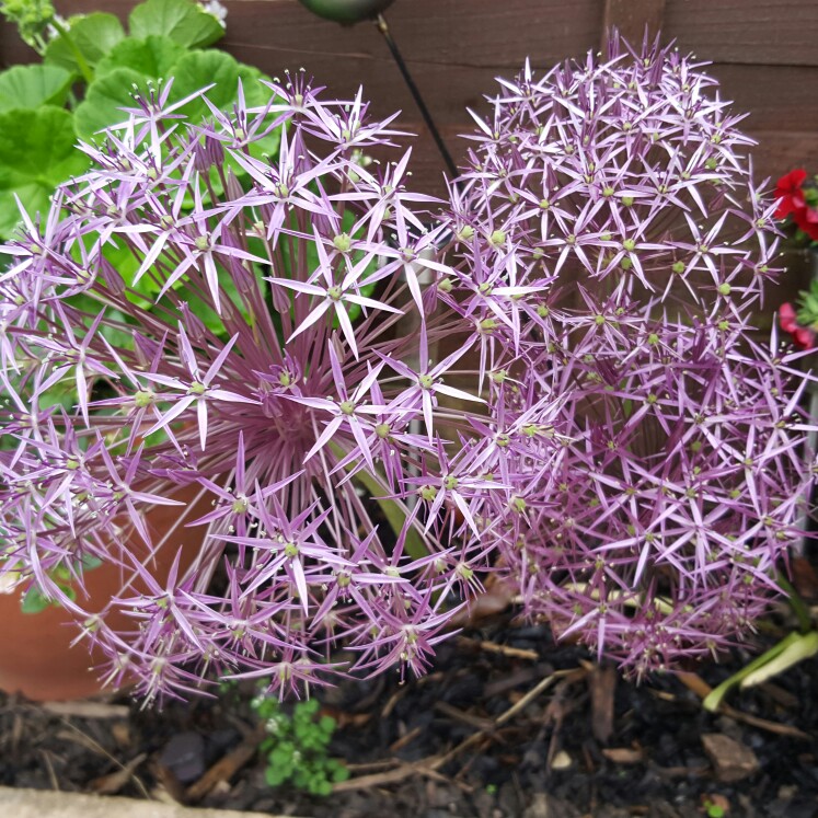 Allium