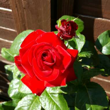 Hybrid Tea Rose 'Loving Memory'