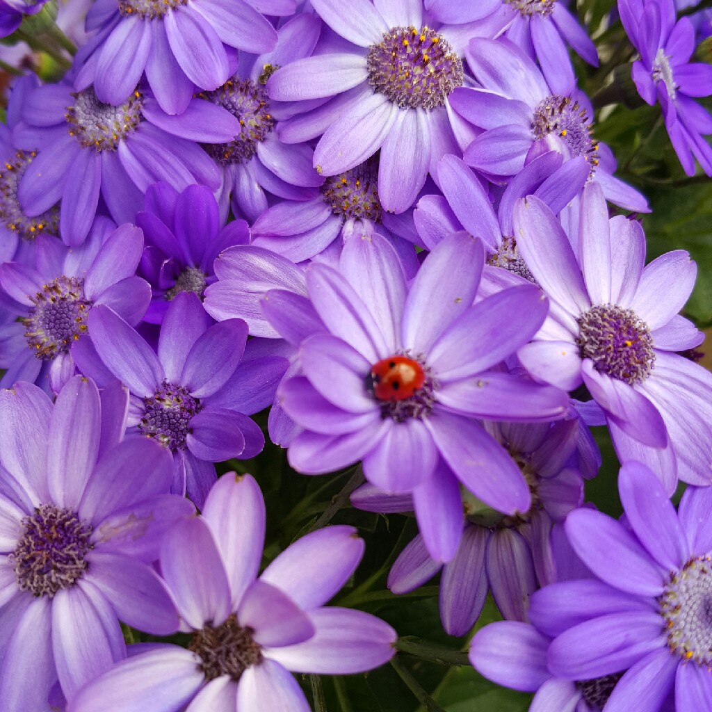 Florist's Cineraria 'Senetti Series'